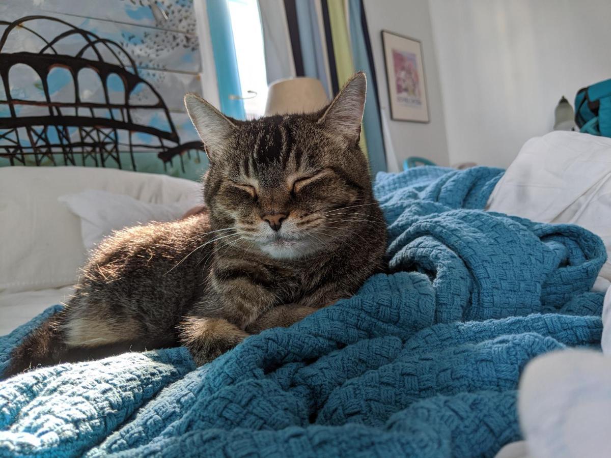 The One Cat Bed and Breakfast Brattleboro Εξωτερικό φωτογραφία
