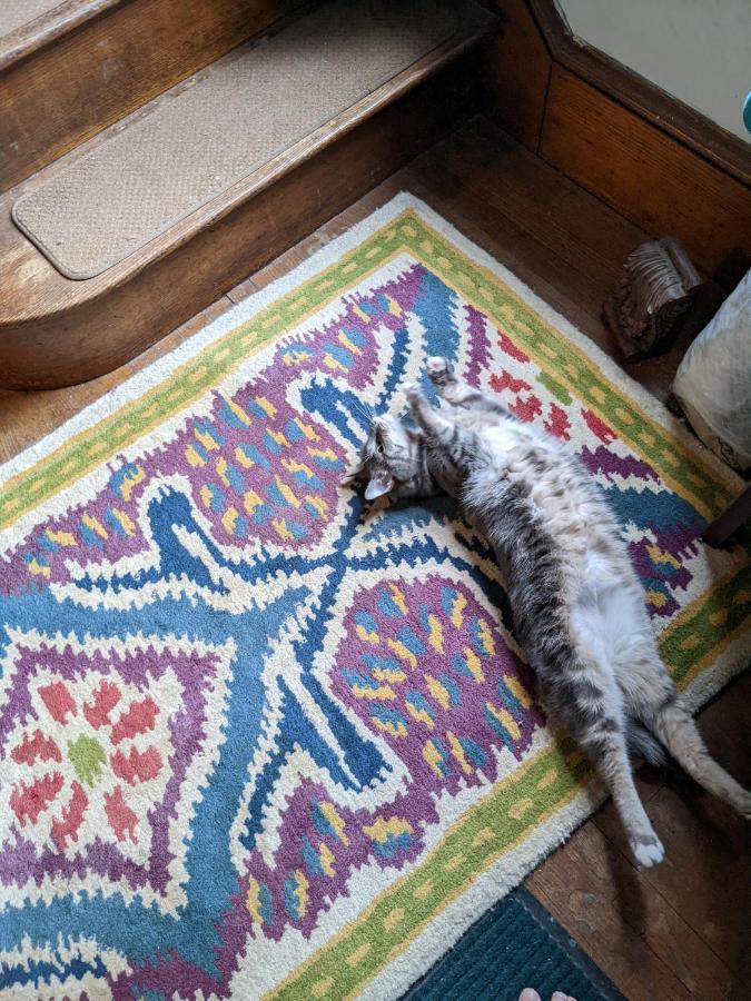 The One Cat Bed and Breakfast Brattleboro Εξωτερικό φωτογραφία