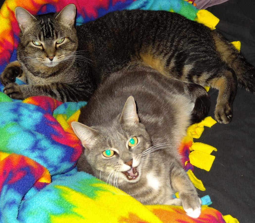 The One Cat Bed and Breakfast Brattleboro Εξωτερικό φωτογραφία